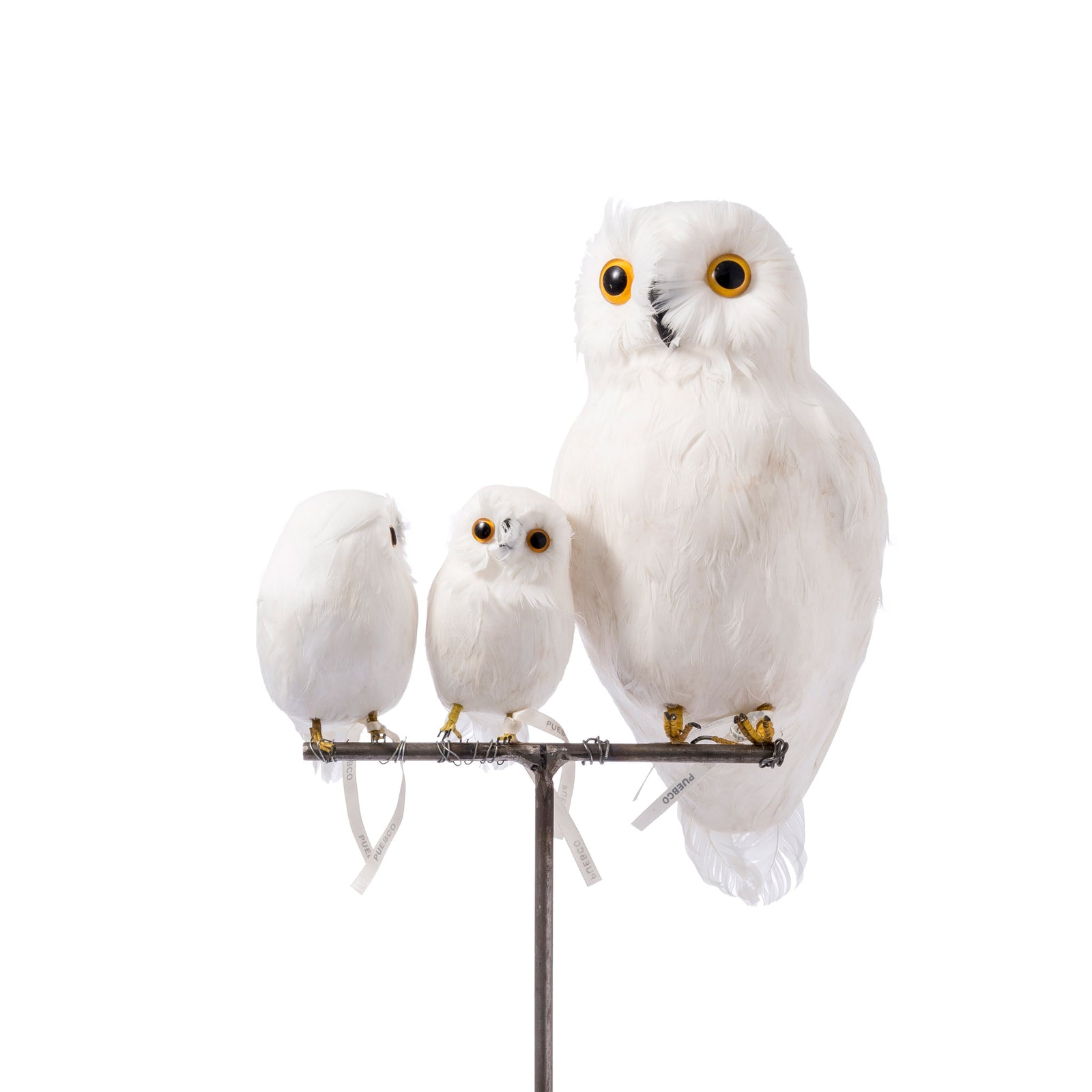 Amazon.com: D.Q.Z Bird-Wings-Costumes for Kids with Bird