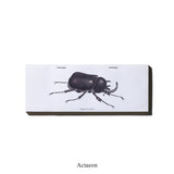 STAPLED NOTE / Beetle